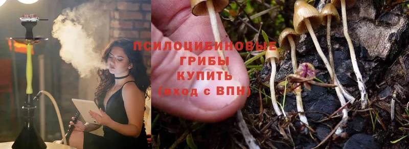 Псилоцибиновые грибы Cubensis  Горячий Ключ 